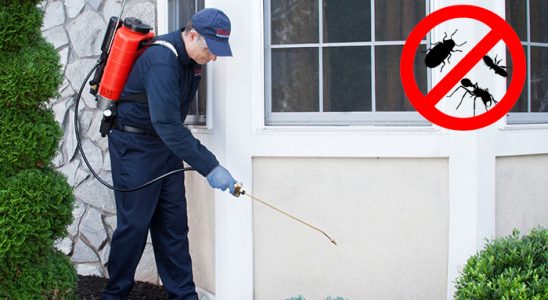 Nergiz Kene İlaçlama böcek ilaçlama ve haşere kontrolü — ilaclama-tr.com